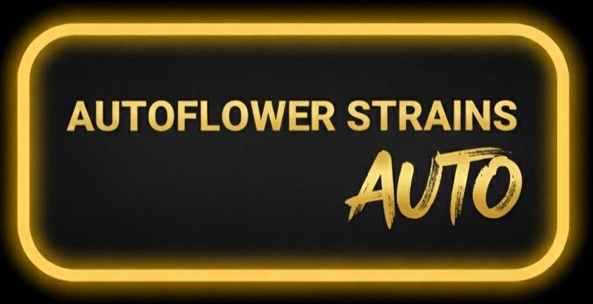AUTOFLOWER STRAINS
