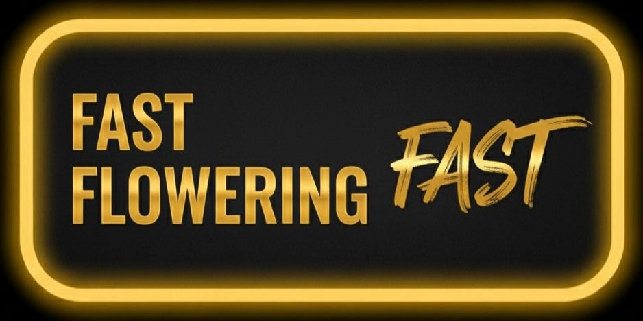 FASTFLOWERING CANNABIS SEEDS