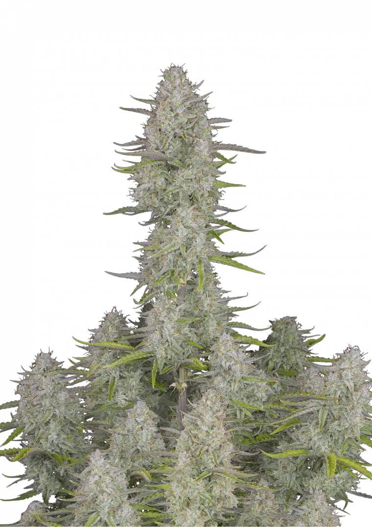 Wedding Cheesecake Auto