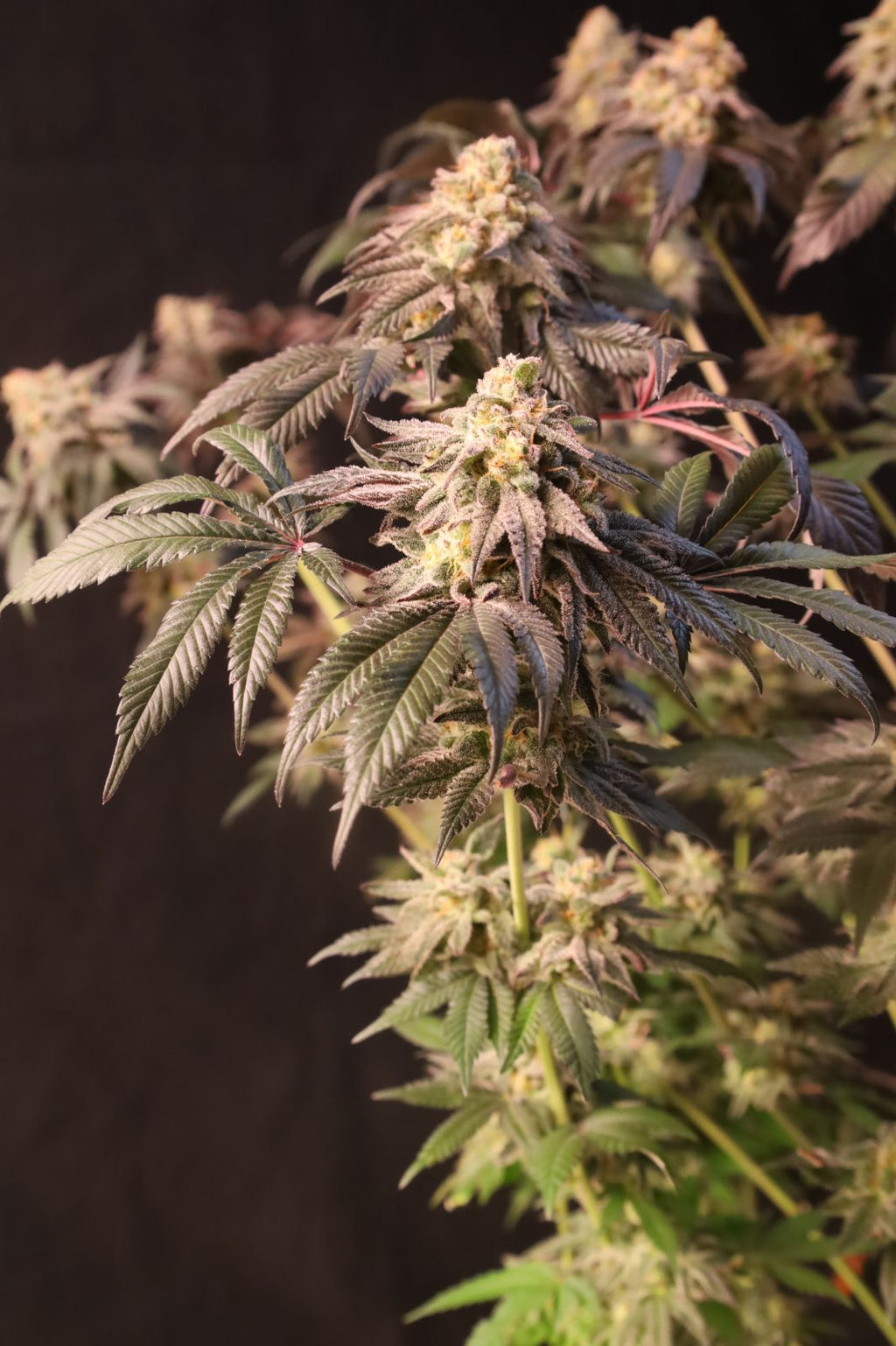 Papayton a.k.a. Papaya Gary Payton