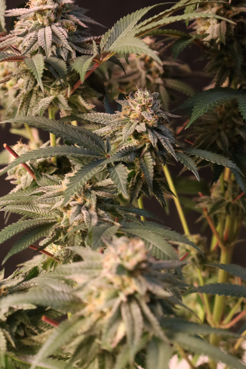 Lemon Cherry Runtz™