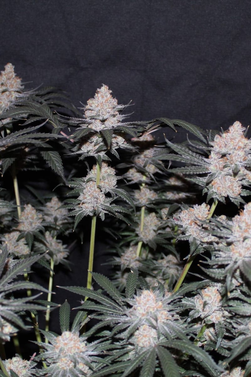 Tropicana Cookies FF