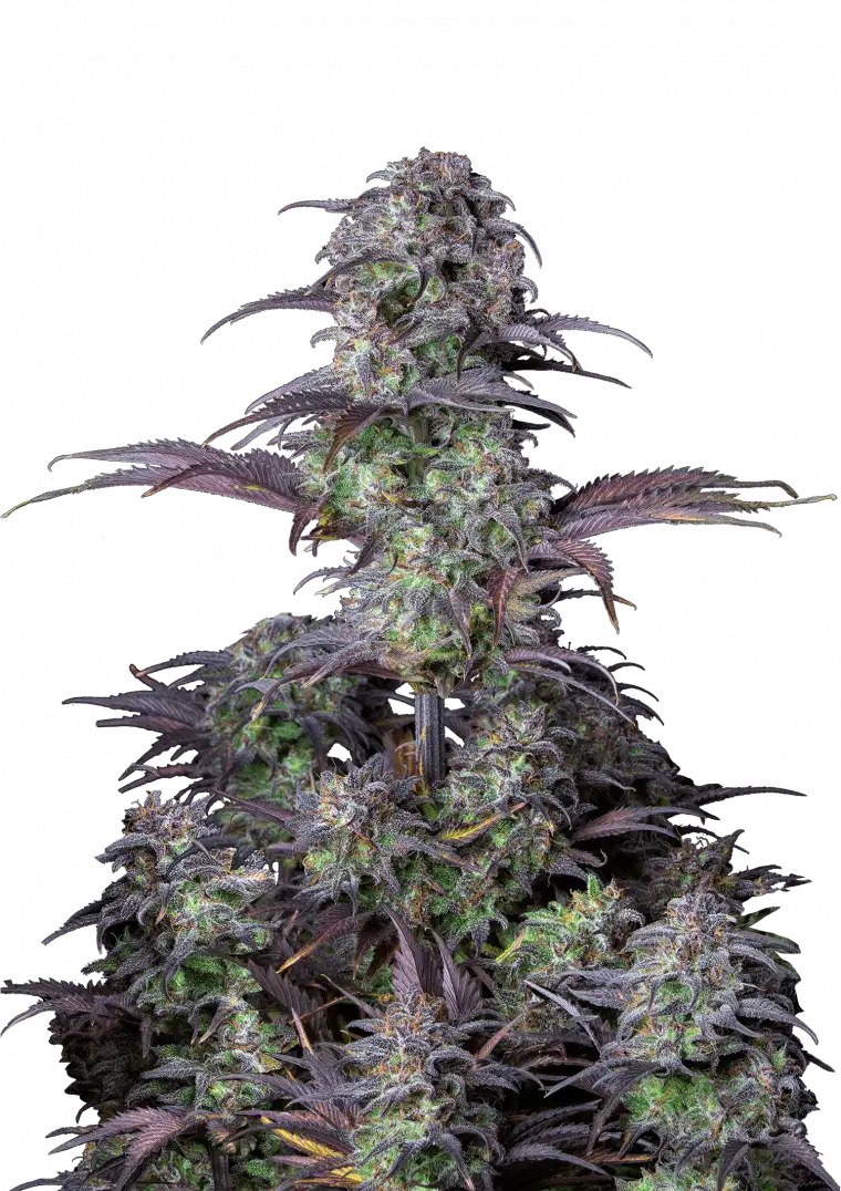 Blueberry Auto