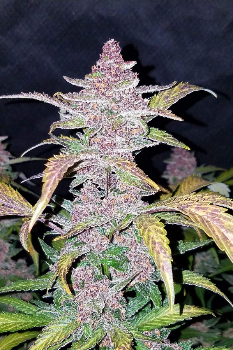 Blackberry Auto