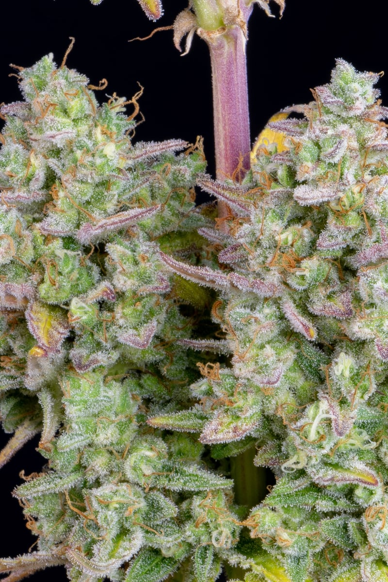 Wedding Cheesecake Auto