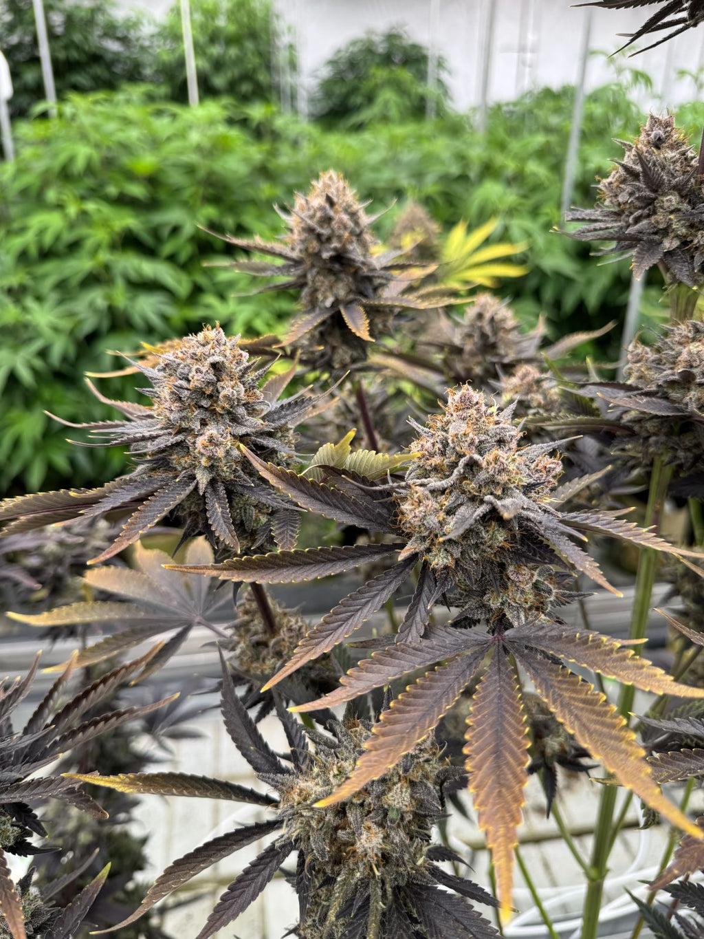 Banana Purple Punch Auto RF3