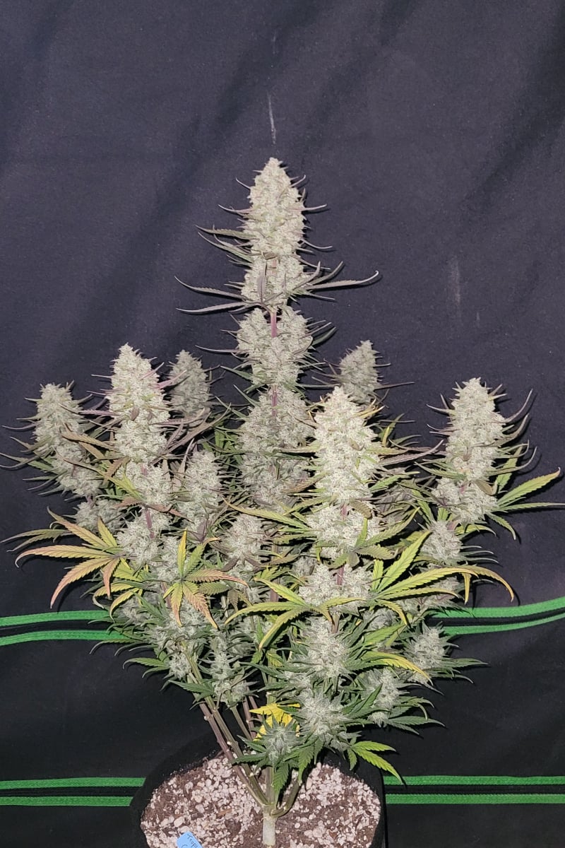 Tropicana Cookies Auto