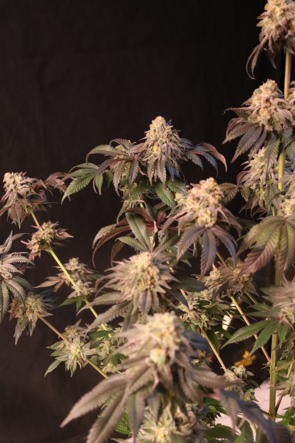 Papayton a.k.a. Papaya Gary Payton