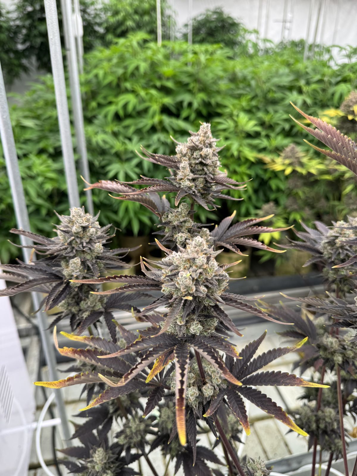 Banana Purple Punch Auto RF3