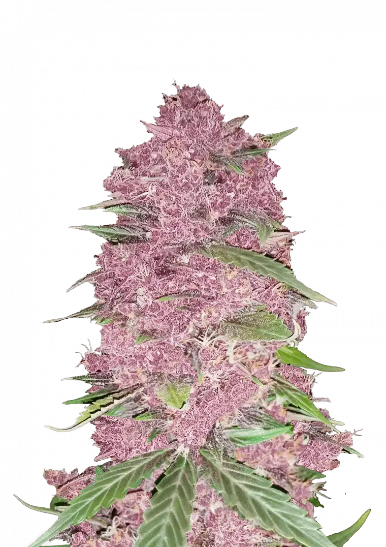 Purple Lemonade Auto