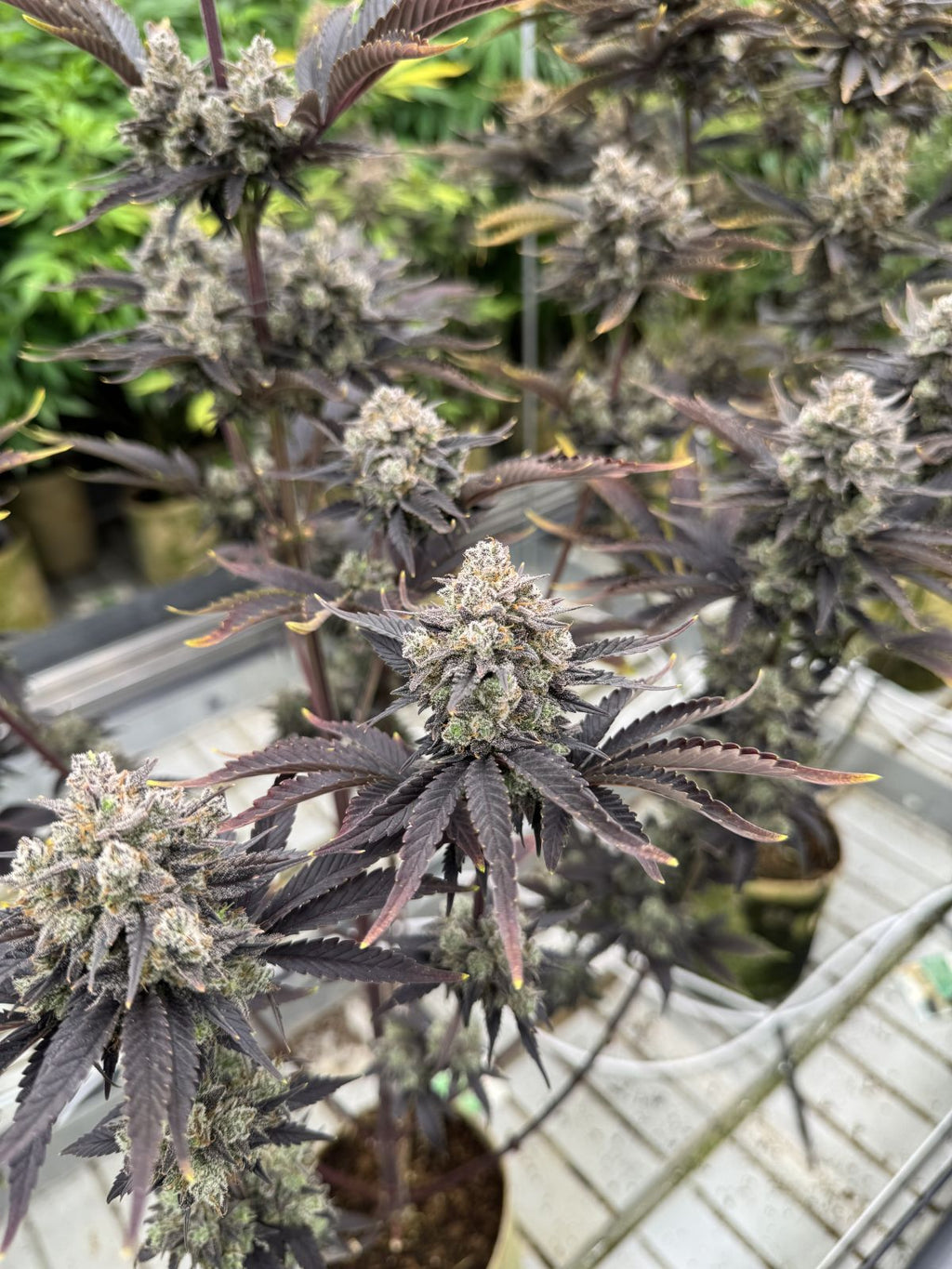 Banana Purple Punch Auto RF3