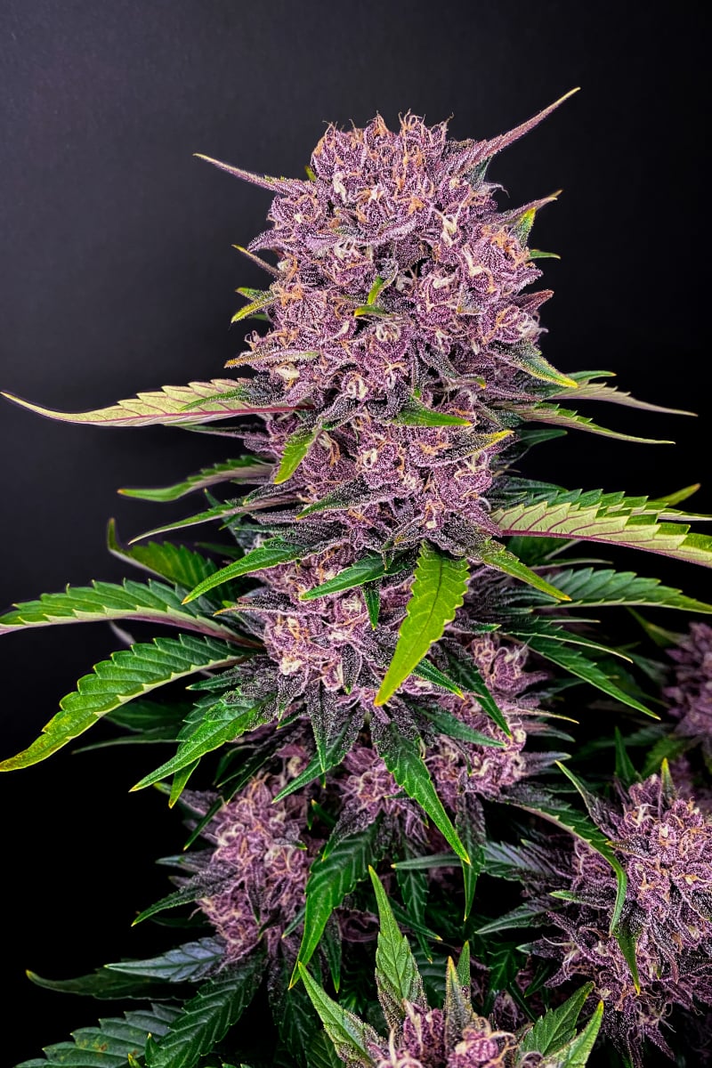 Purple Lemonade Auto