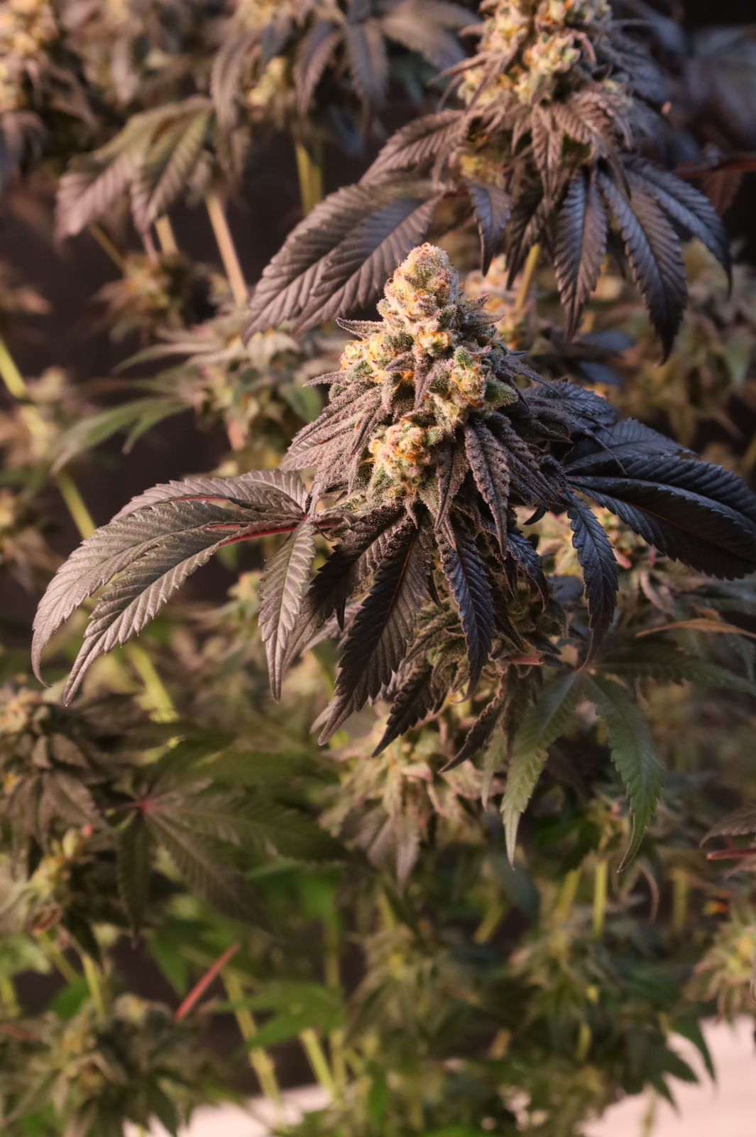 Papayton a.k.a. Papaya Gary Payton