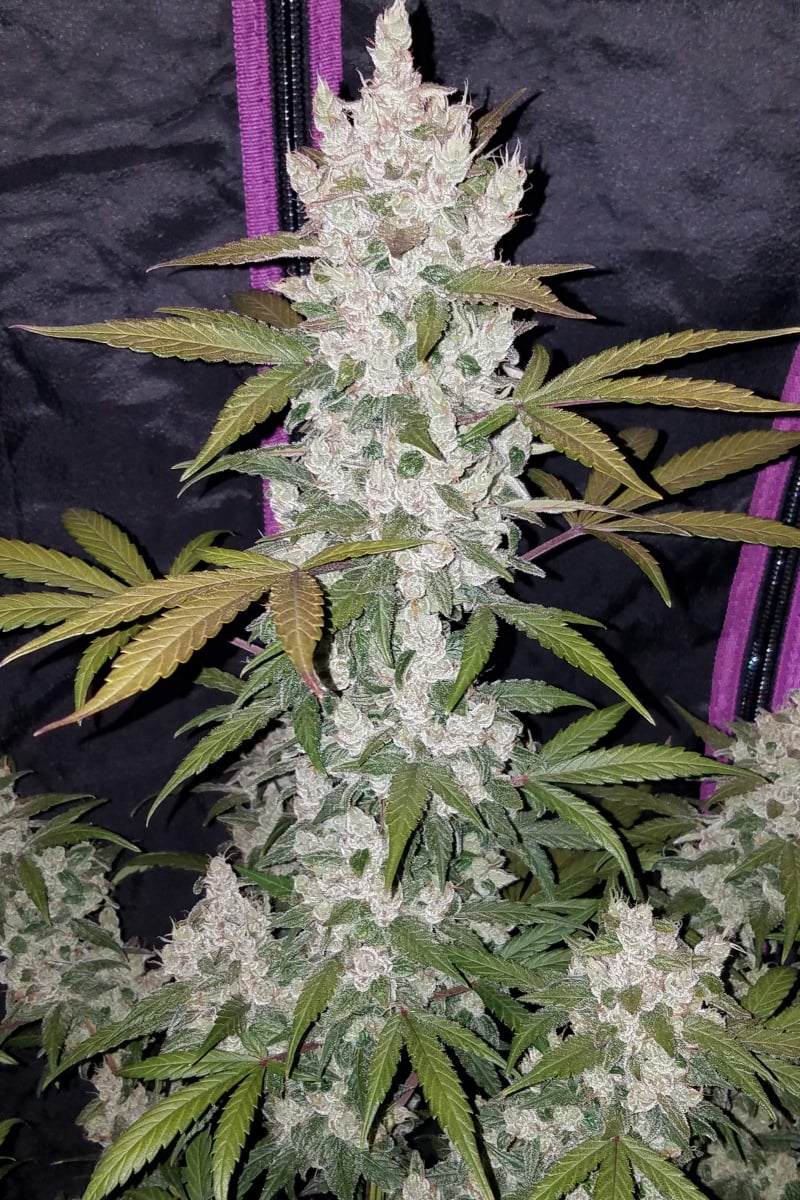Girl Scout Cookies Auto