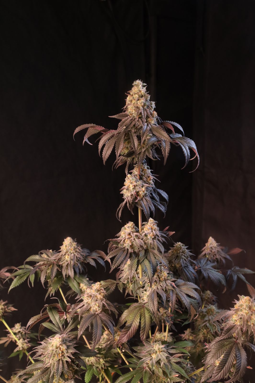 Papayton a.k.a. Papaya Gary Payton