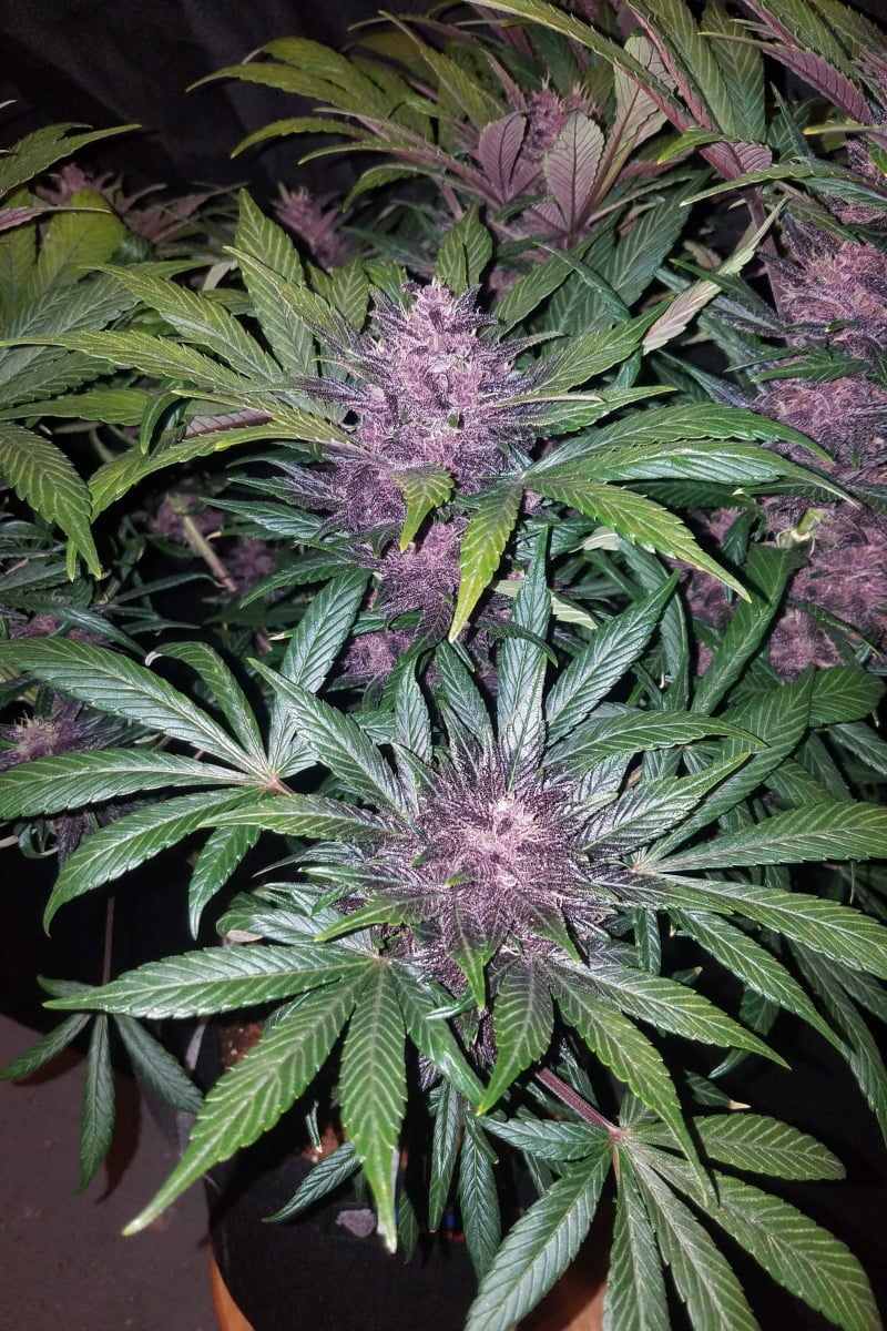 Blackberry Auto