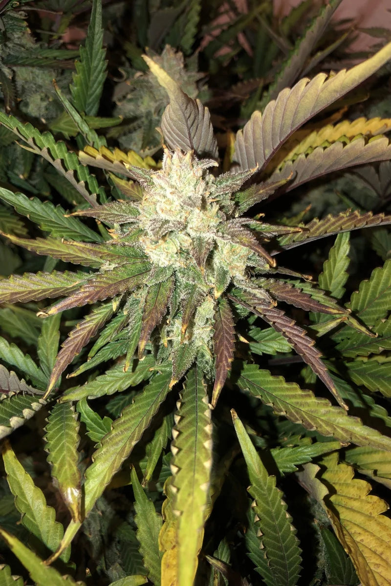 Gorilla Auto