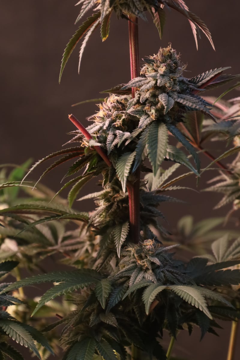 Lemon Cherry Runtz™