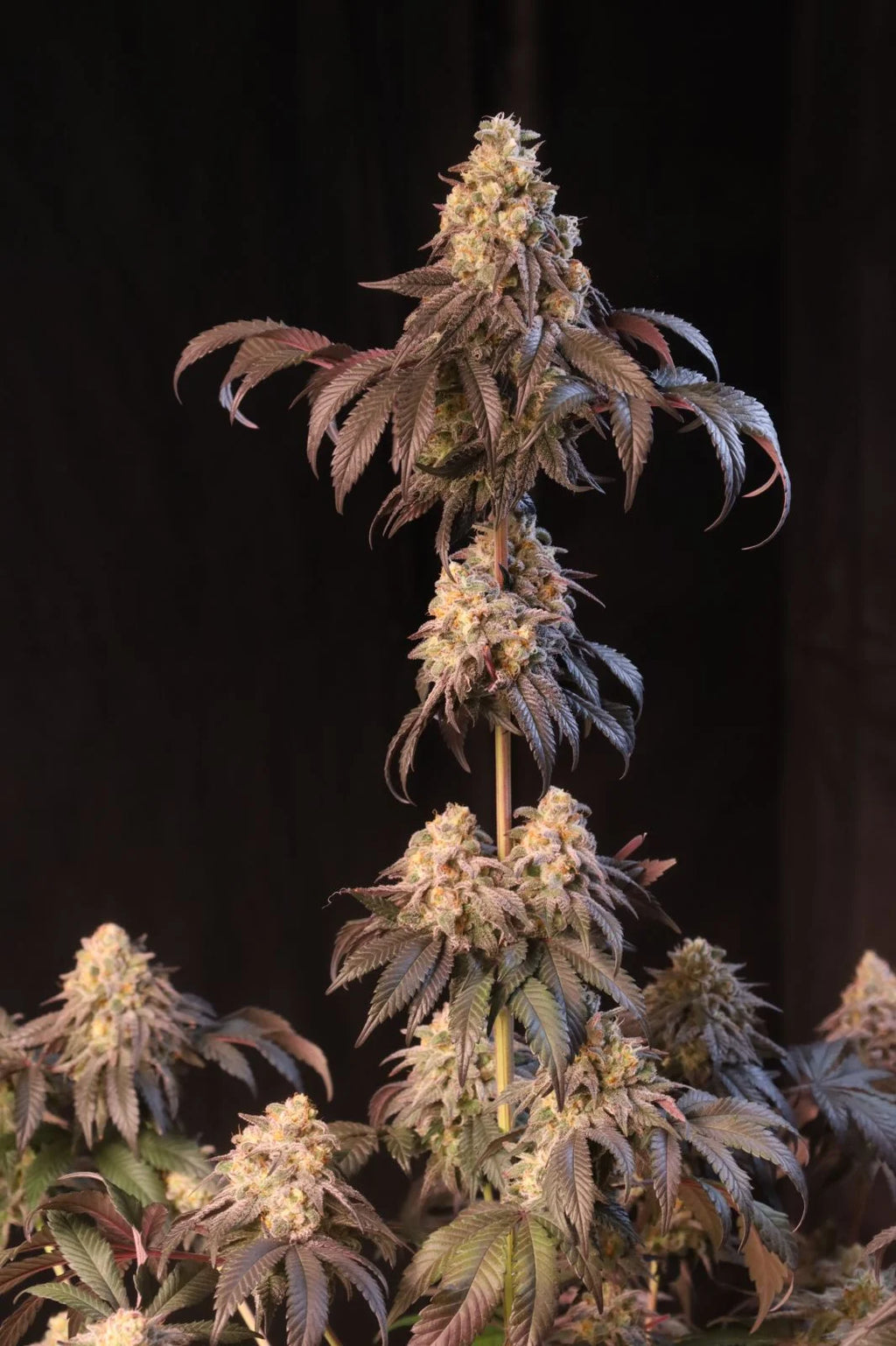 Papayton a.k.a. Papaya Gary Payton