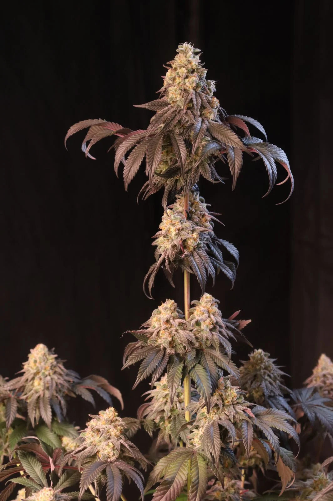 Papayton a.k.a. Papaya Gary Payton