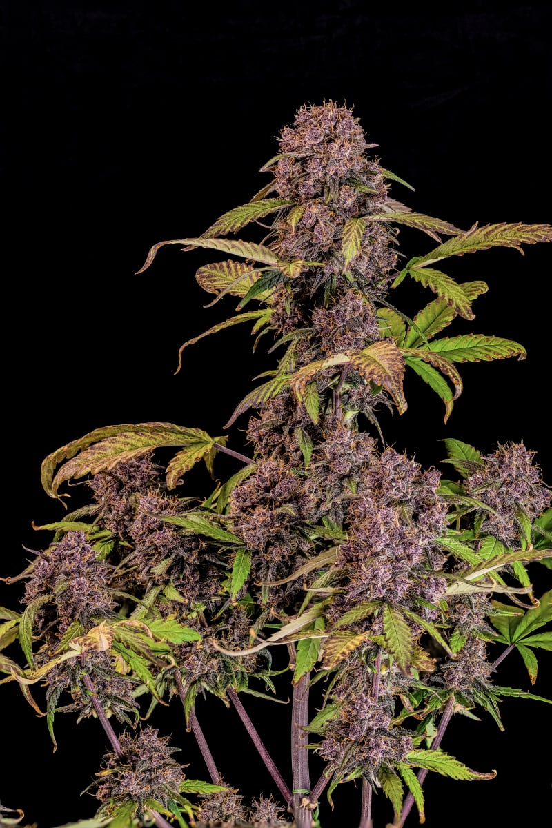 Lemon Cherry Cookies Auto