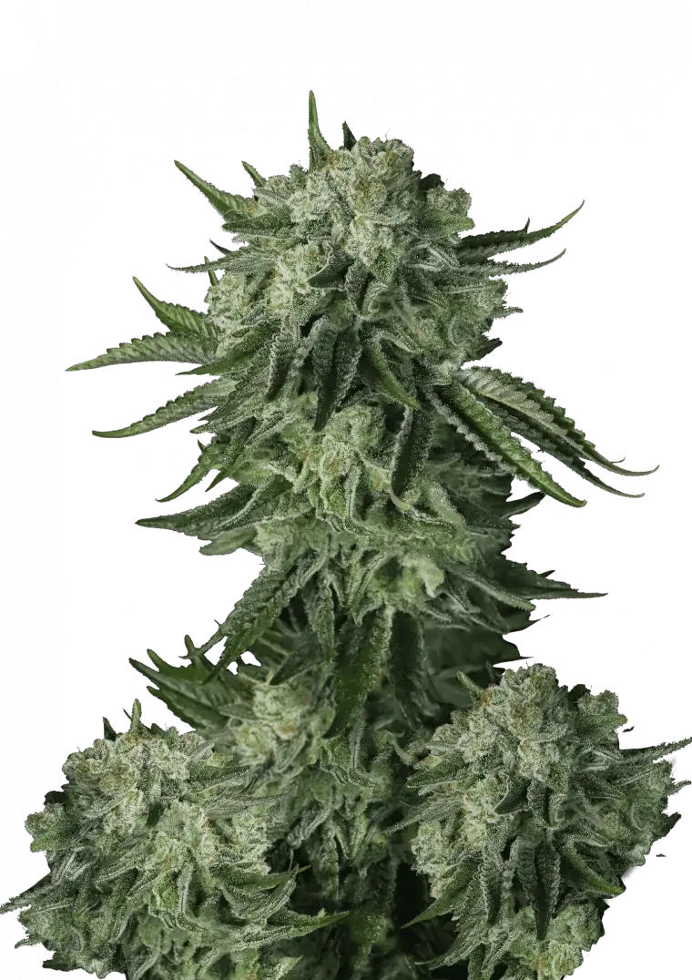 Moby Dick Auto