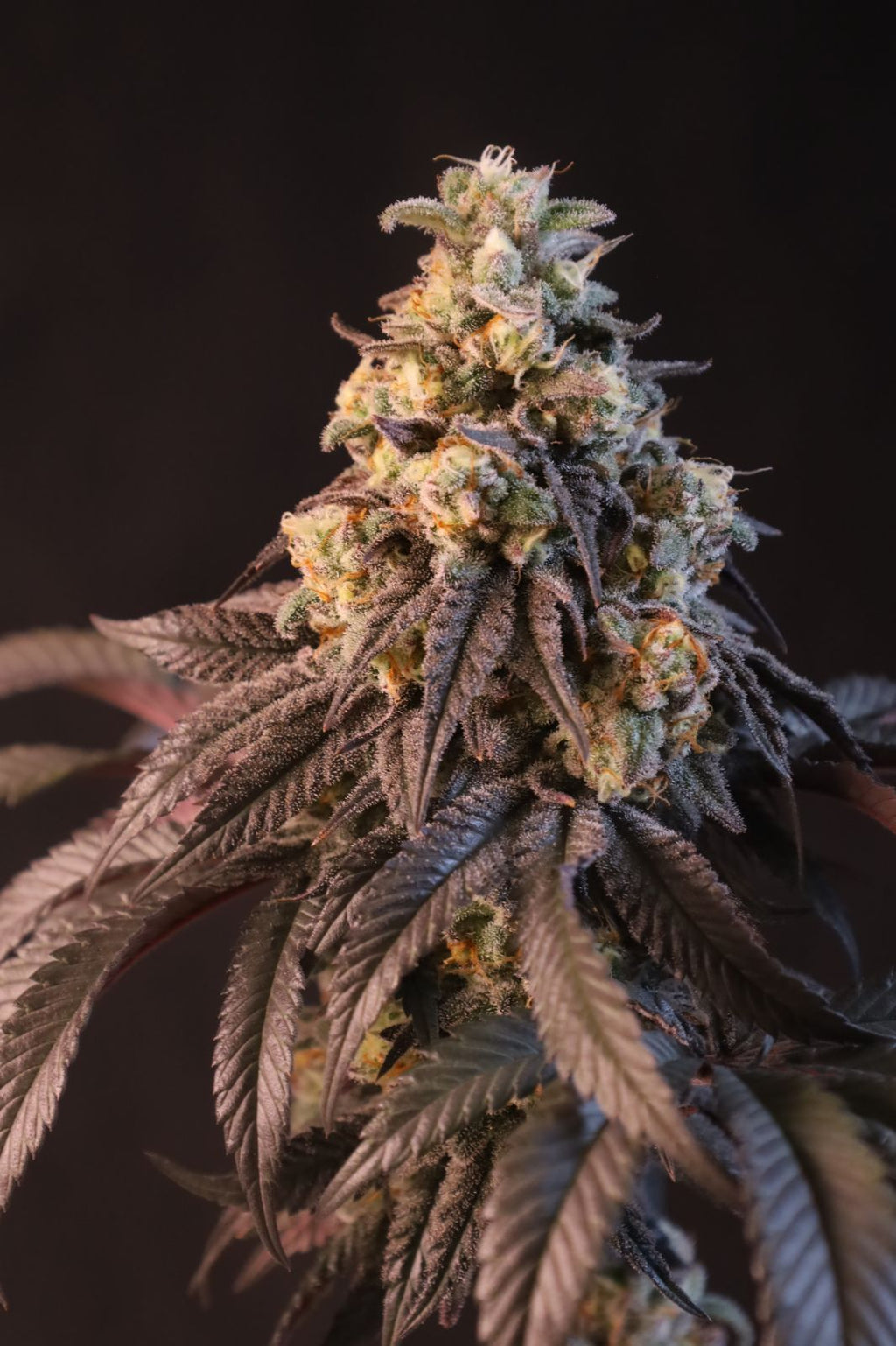 Papayton a.k.a. Papaya Gary Payton