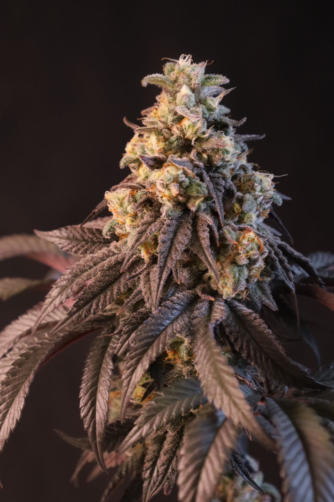 Papayton a.k.a. Papaya Gary Payton