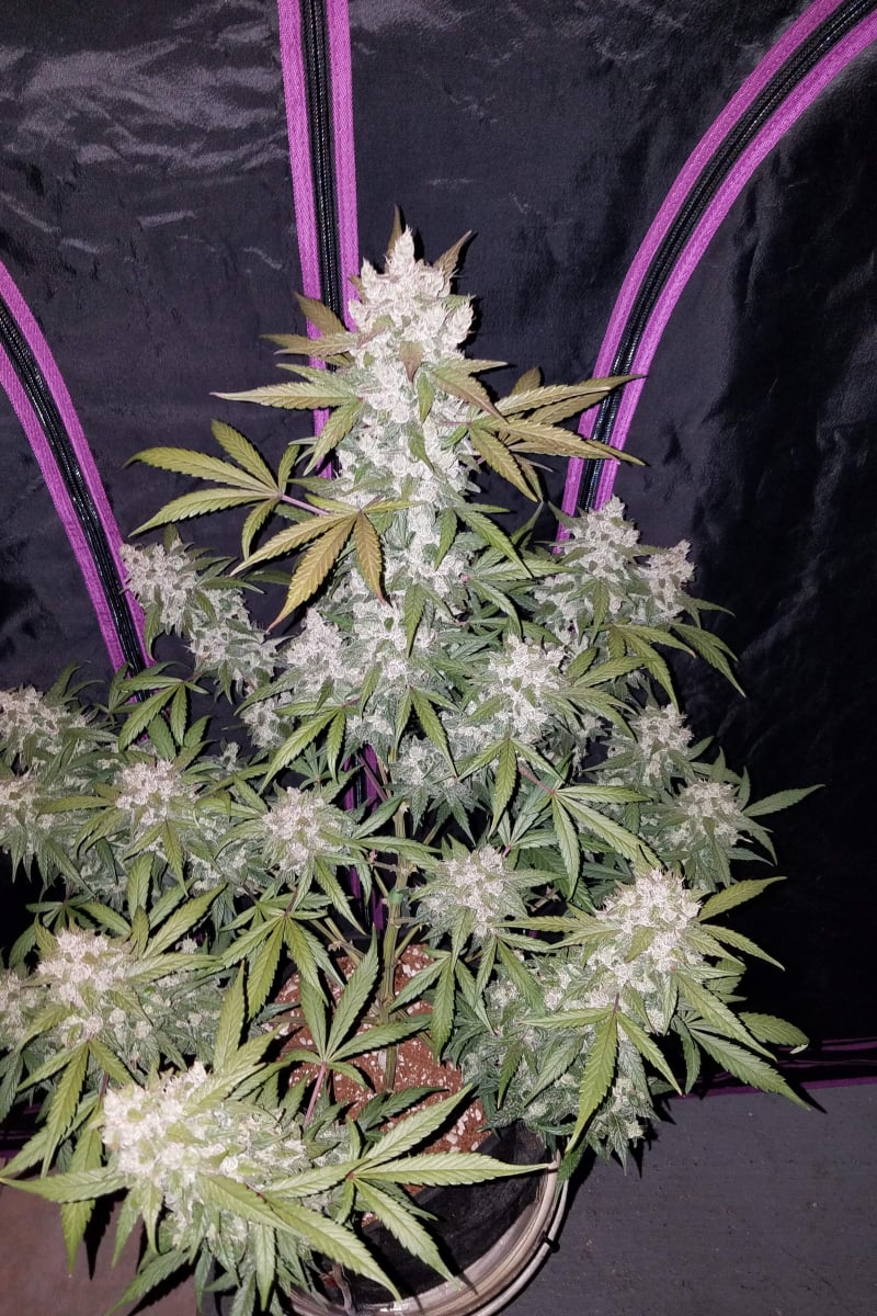 Girl Scout Cookies Auto