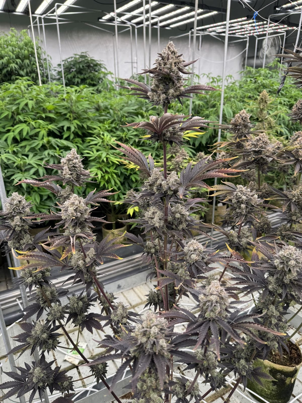 Banana Purple Punch Auto RF3