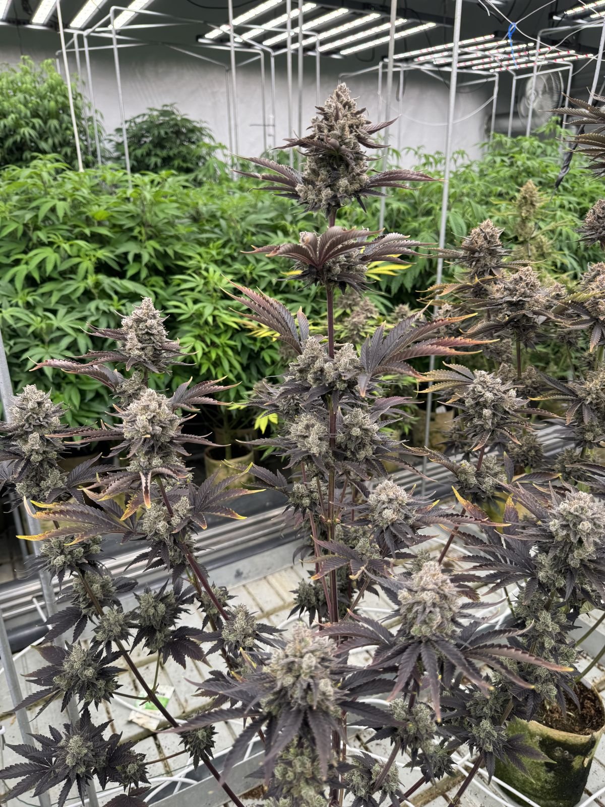 Banana Purple Punch Auto RF3