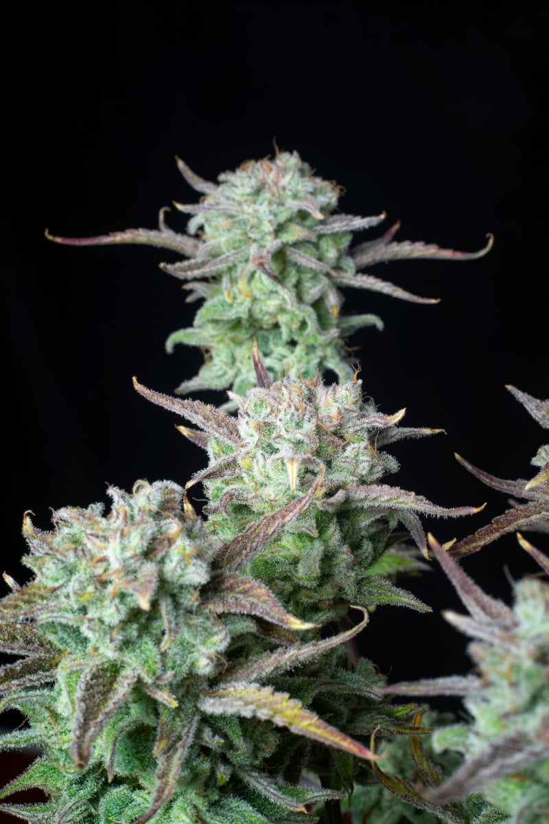 Strawberry Banana Auto