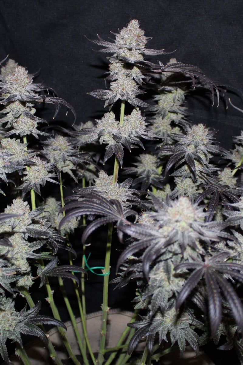 Tropicana Cookies FF