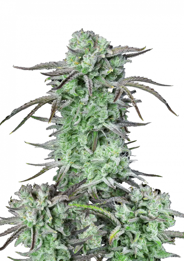 Strawberry Banana Auto