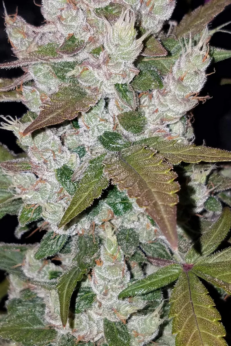 Girl Scout Cookies Auto