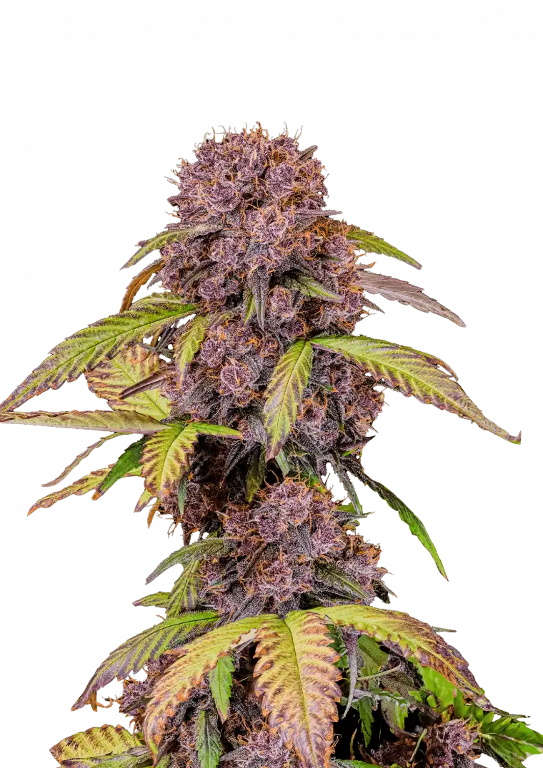 Lemon Cherry Cookies Auto