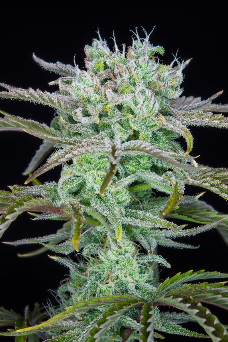 Strawberry Banana Auto