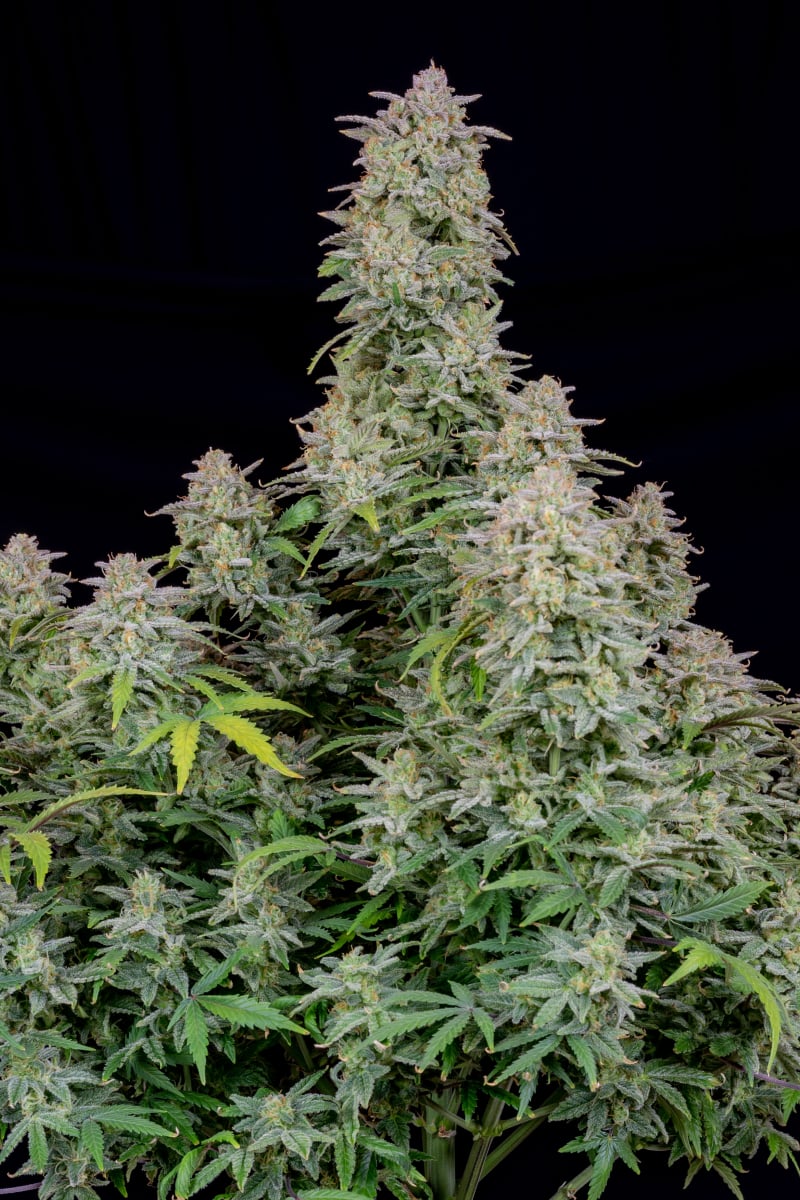 Forbidden Runtz Auto