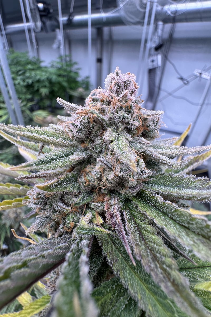 Cherry Cola Auto RF3