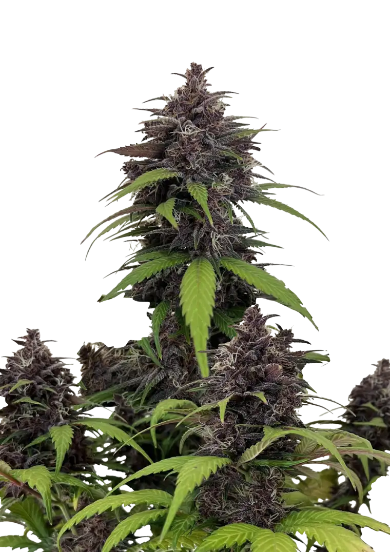 Purple Haze Auto