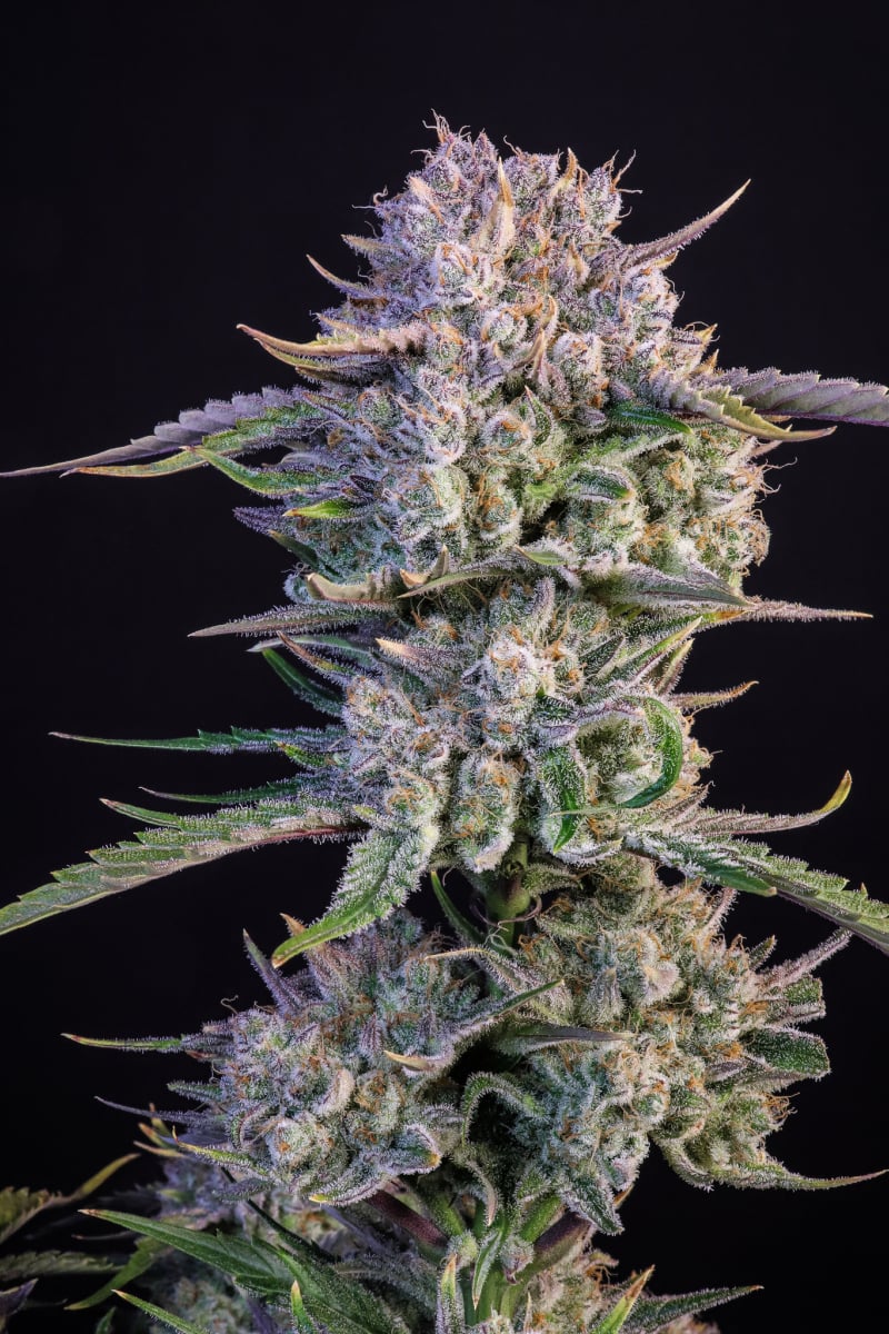 Strawberry Gorilla Auto