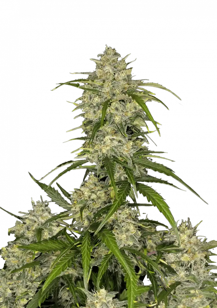 Sour Jealousy Auto
