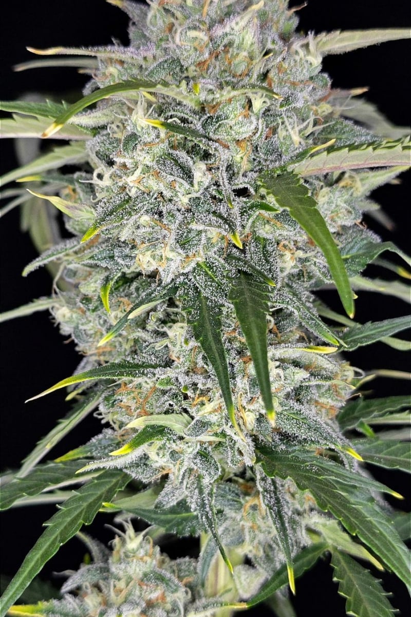 Sour Jealousy Auto