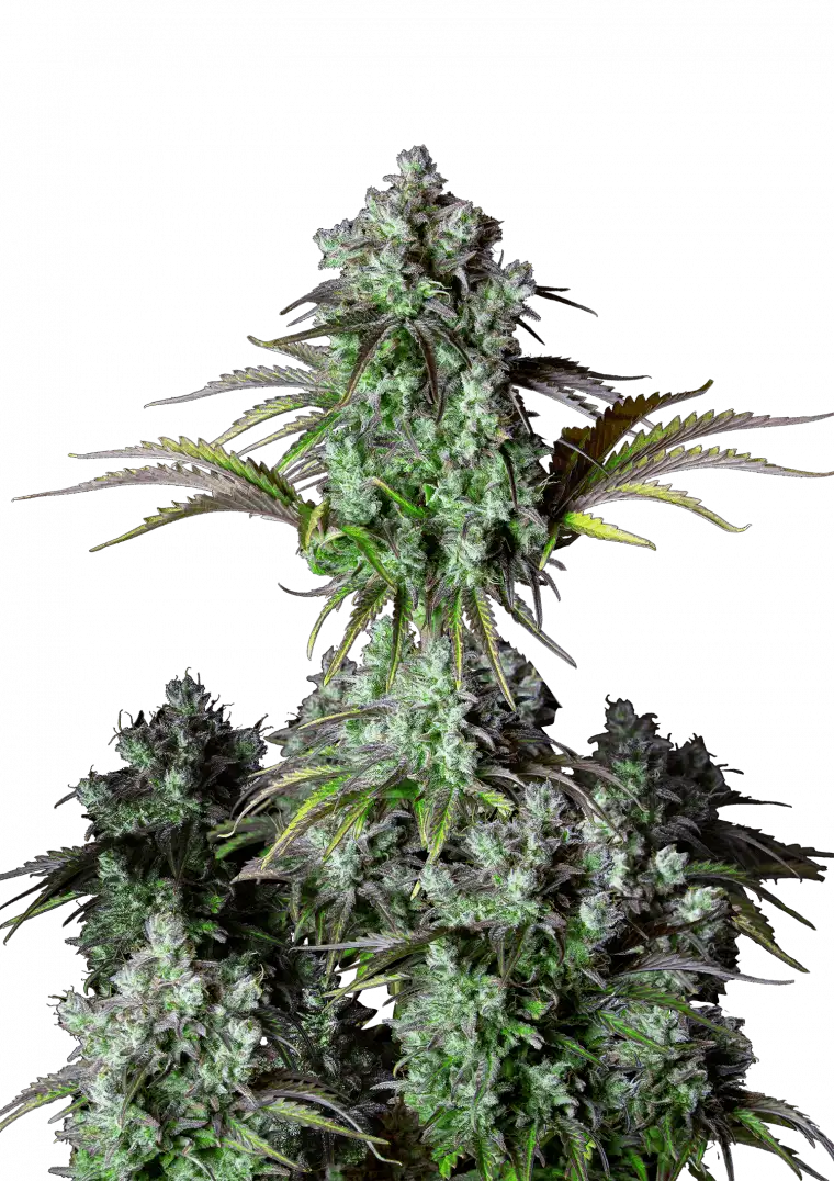 Big Bud Auto