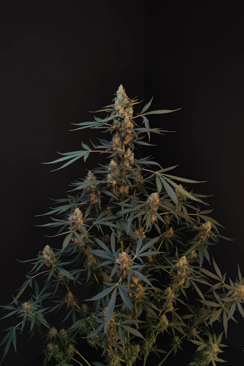 Northern Lights Auto