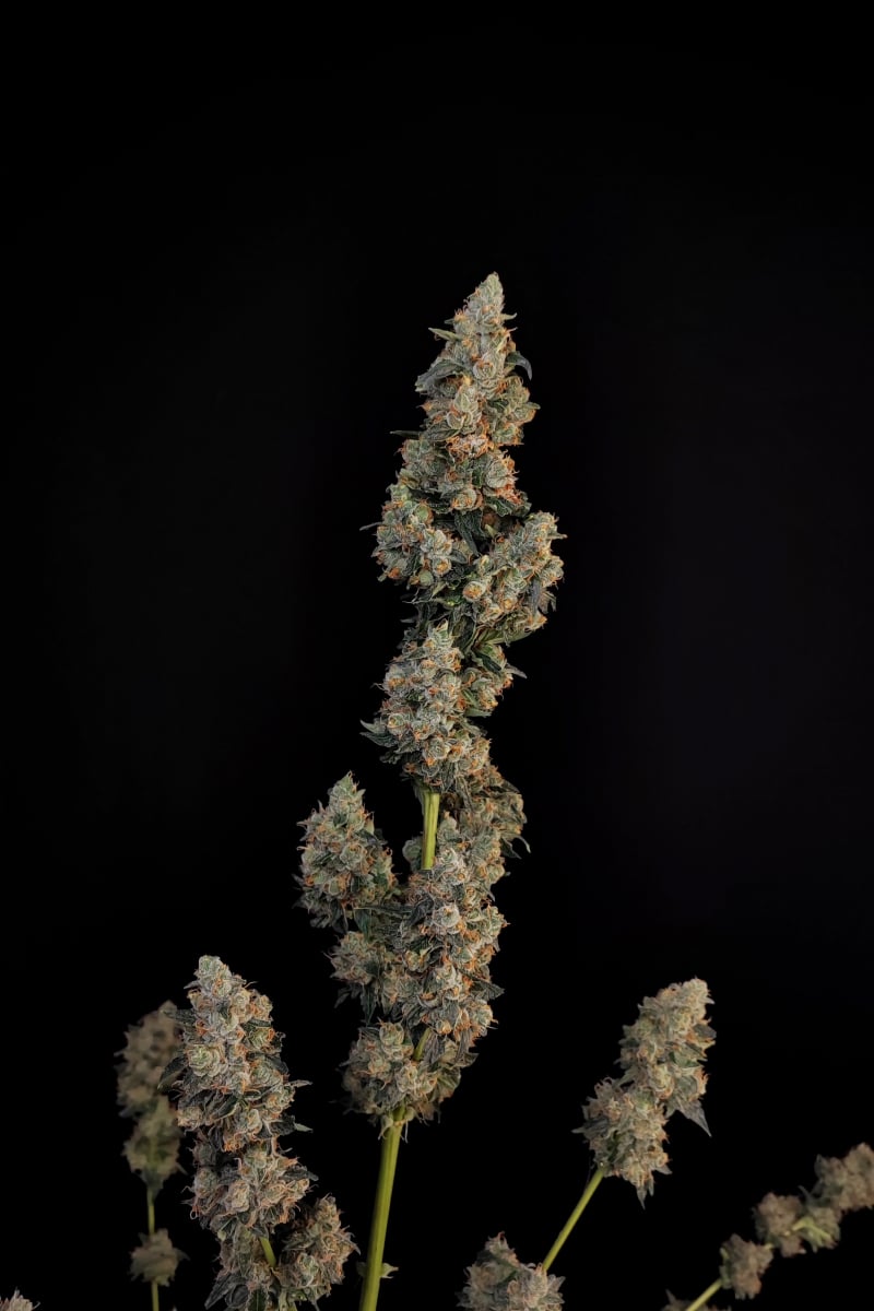 Northern Lights Auto