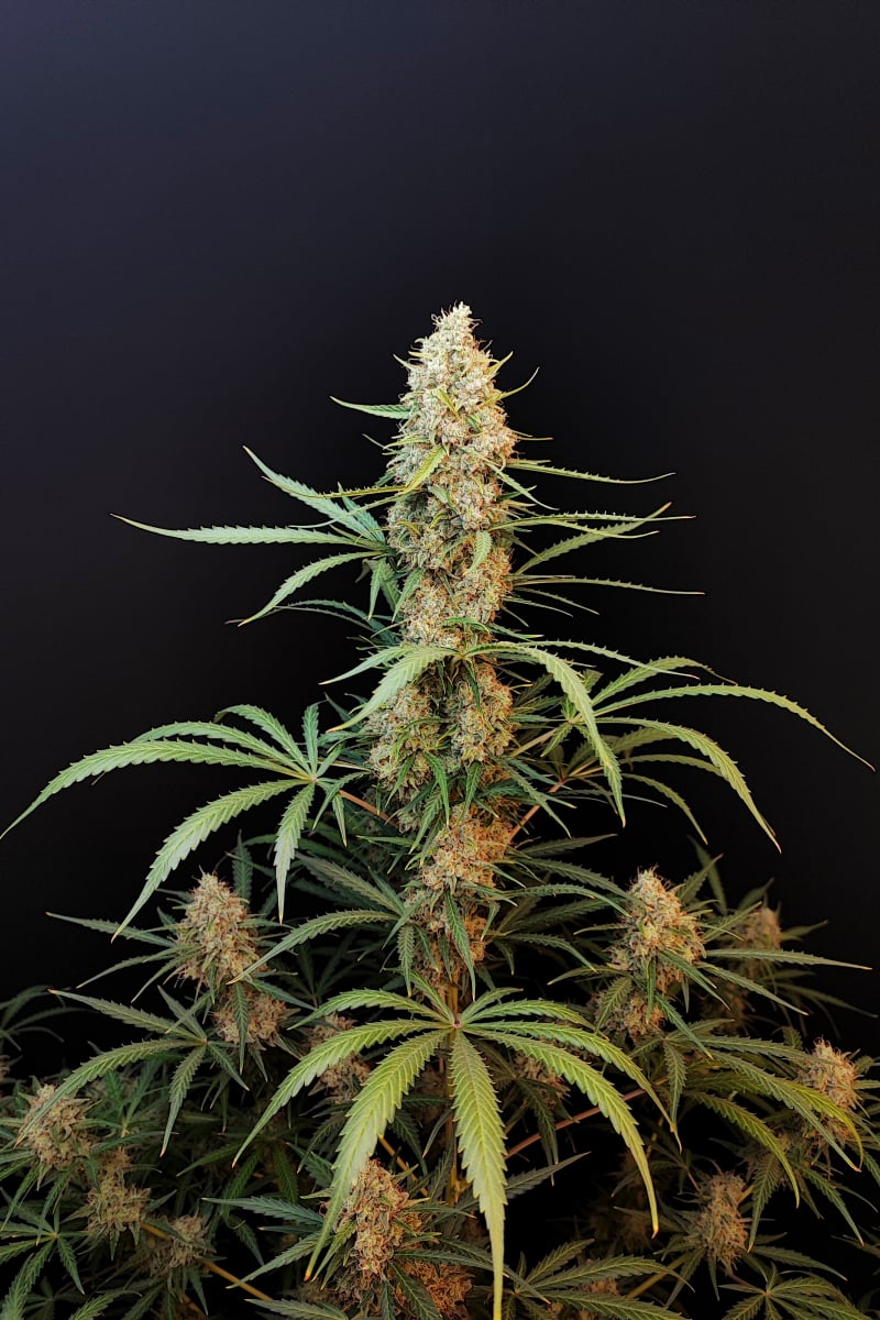 Jack Herer Auto