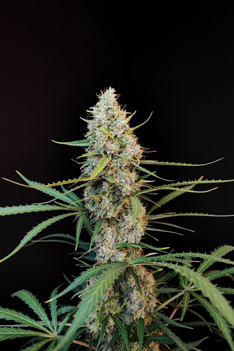 Jack Herer Auto