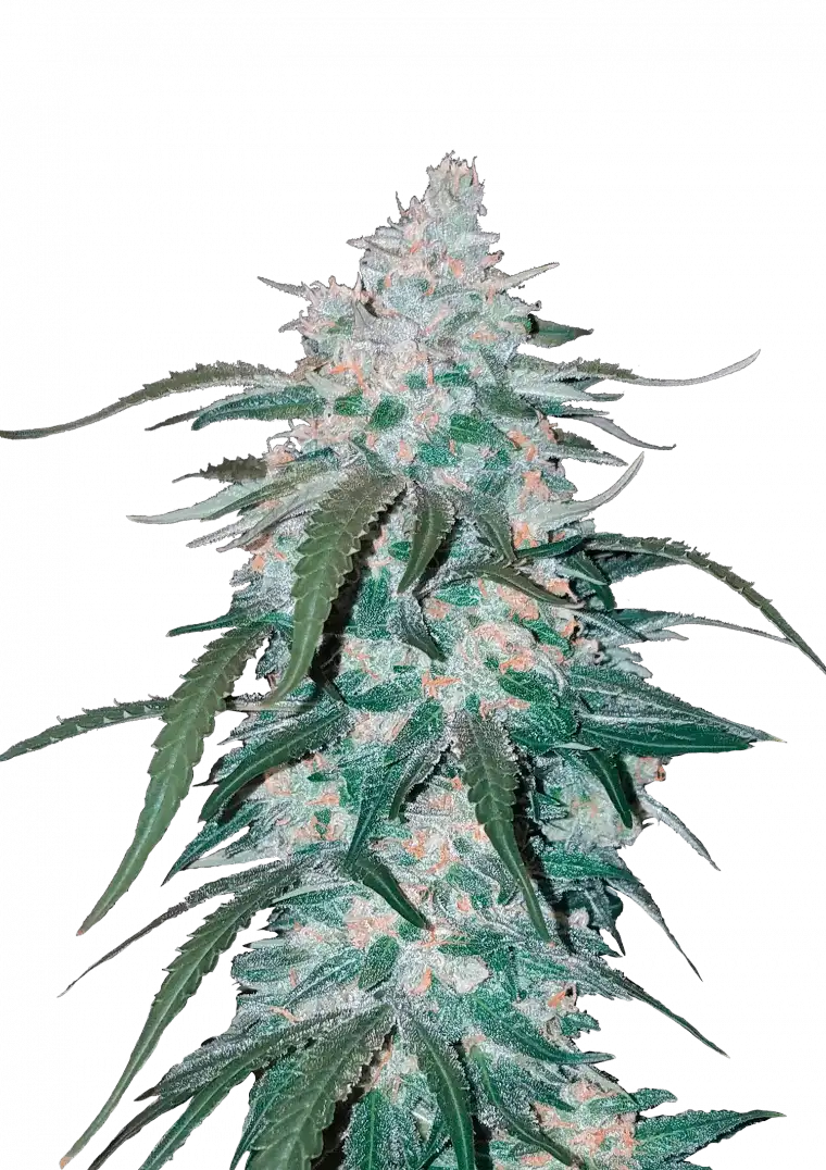 Pineapple Express Auto