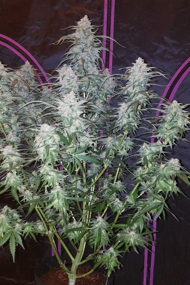 Pineapple Express Auto